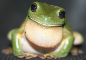 Green Tree Frog